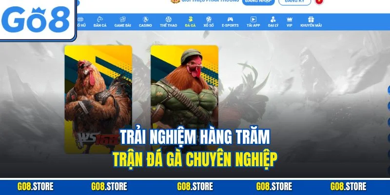 Trải nghiệm hàng trăm trận đá gà chuyên nghiệp